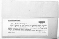Ovularia haplospora image
